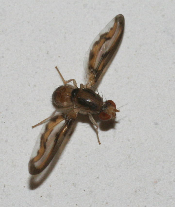 Toxoneura (=Palloptera) muliebris (Pallopteridae)